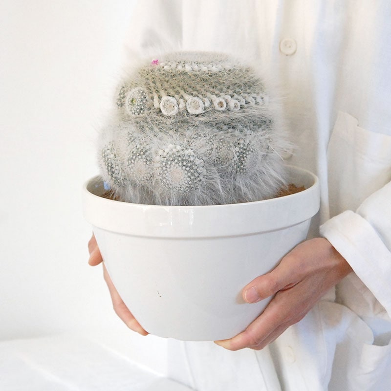 Mammillaria 玉翁 x antique pot 513