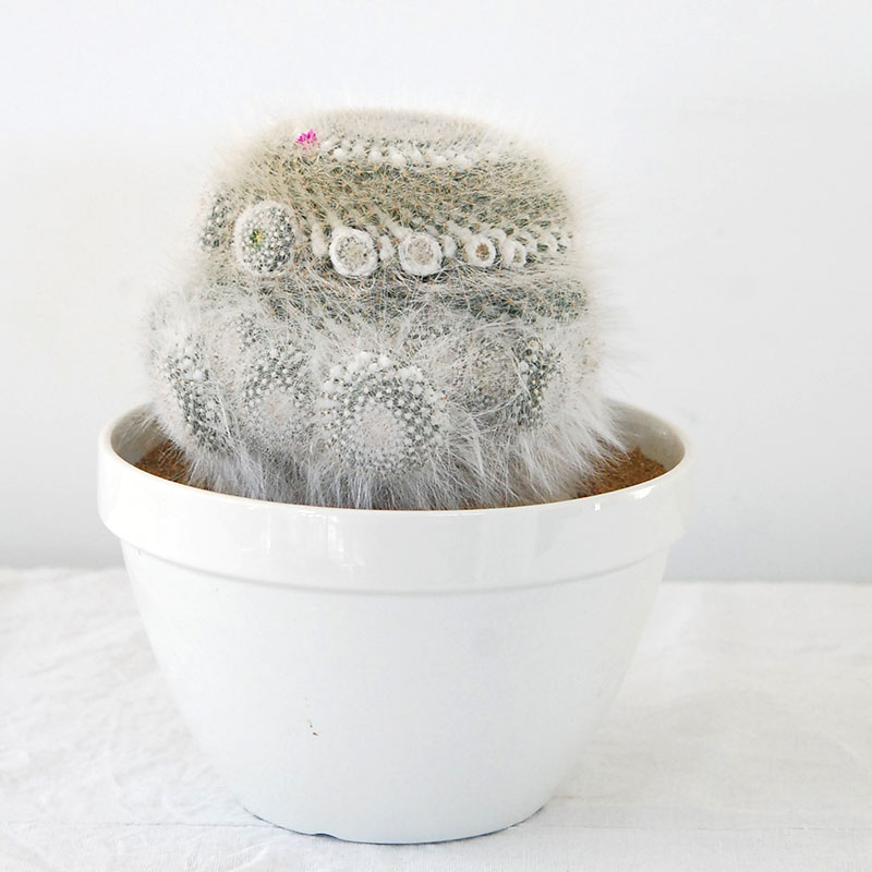 Mammillaria 玉翁 x antique pot 513