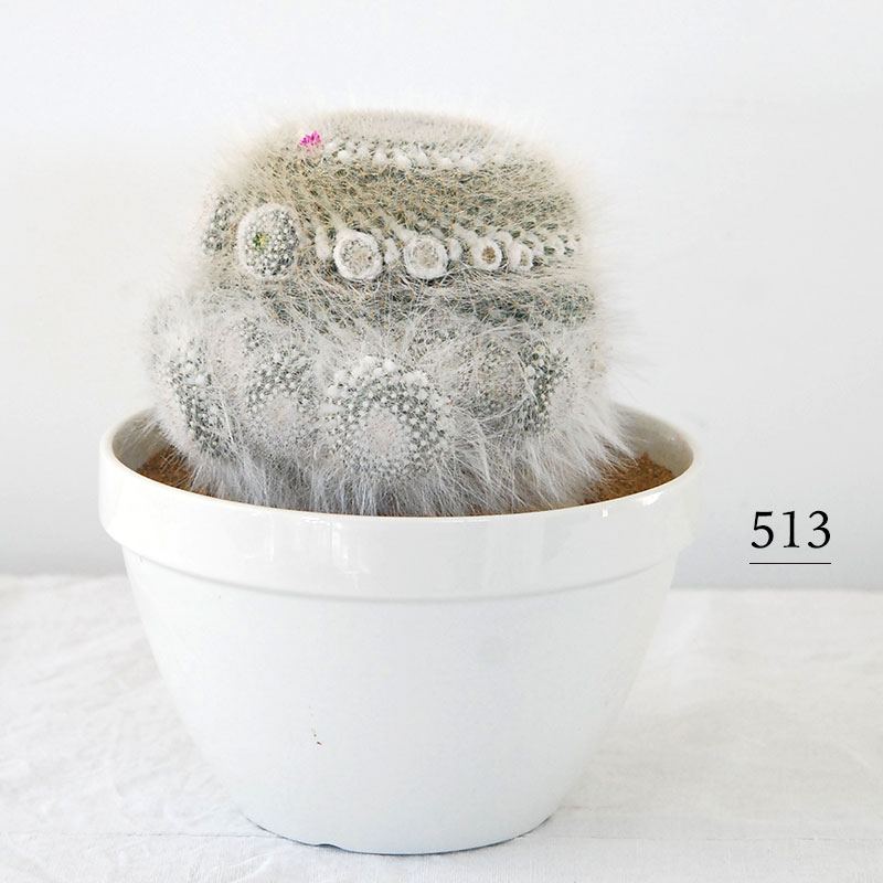 Mammillaria 玉翁 x antique pot 513