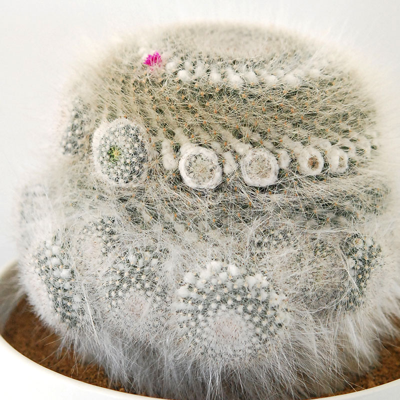 Mammillaria 玉翁 x antique pot 513