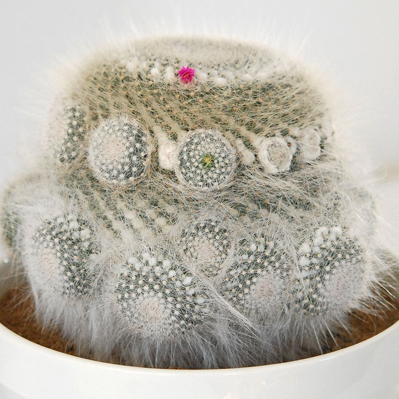 Mammillaria 玉翁 x antique pot 513