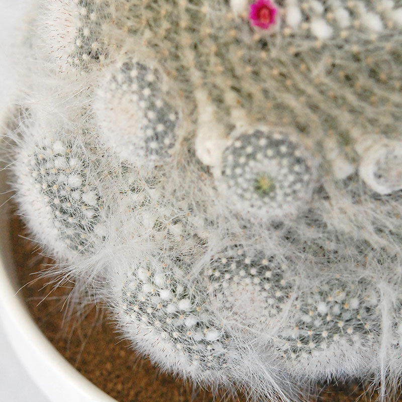 Mammillaria 玉翁 x antique pot 513