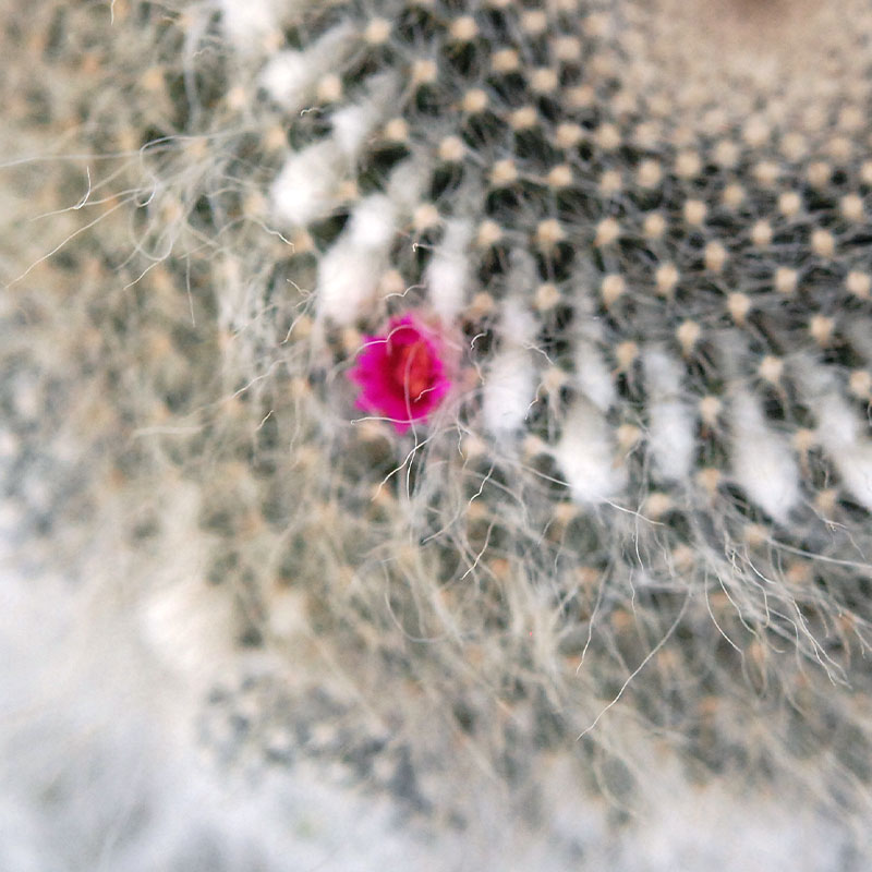 Mammillaria 玉翁 x antique pot 513
