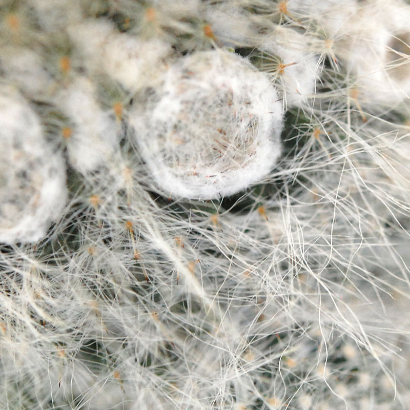 Mammillaria 玉翁 x antique pot 513