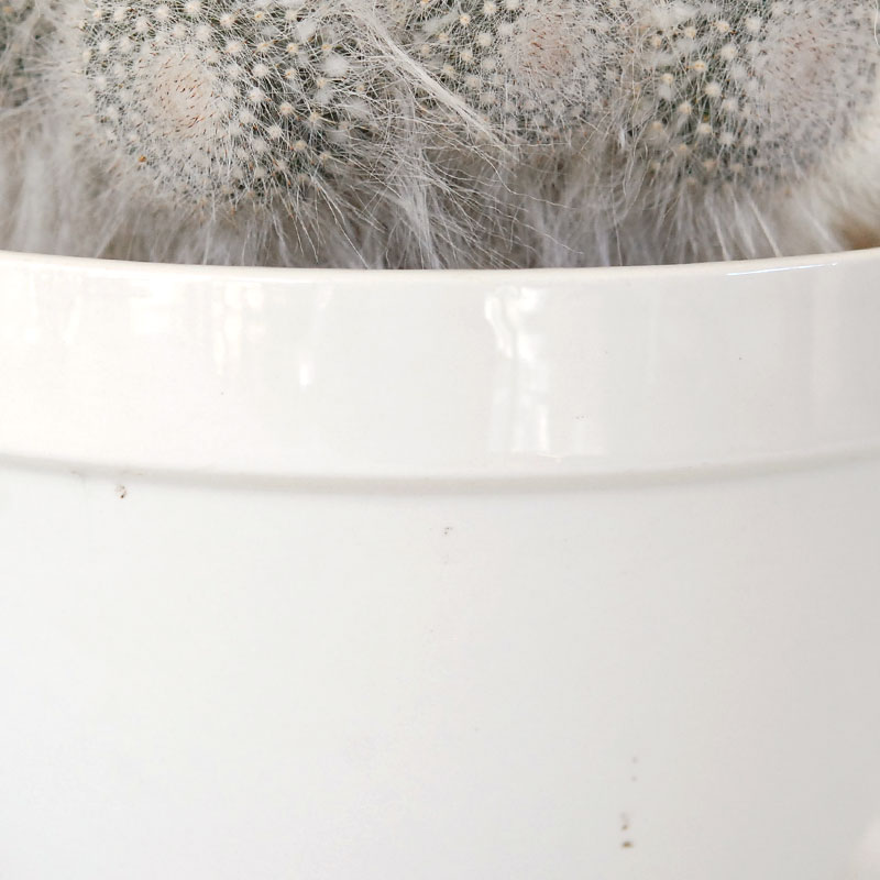 Mammillaria 玉翁 x antique pot 513