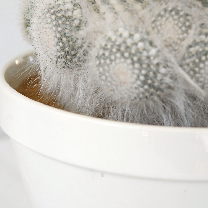 Mammillaria 玉翁 x antique pot 513