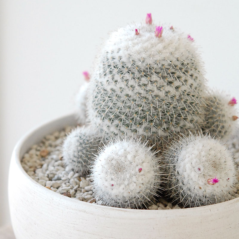 Mammillaria x ホワイトポットロウ