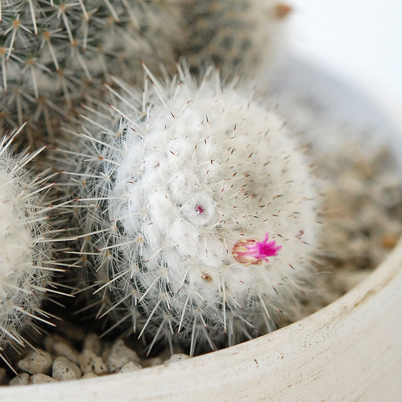 Mammillaria x ホワイトポットロウ