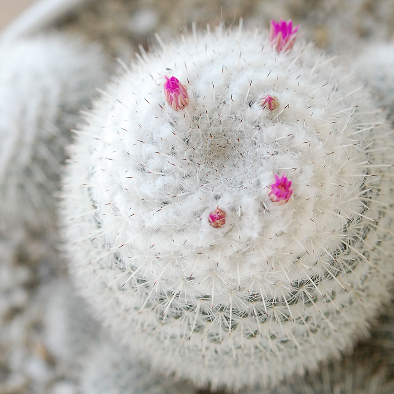 Mammillaria x ホワイトポットロウ