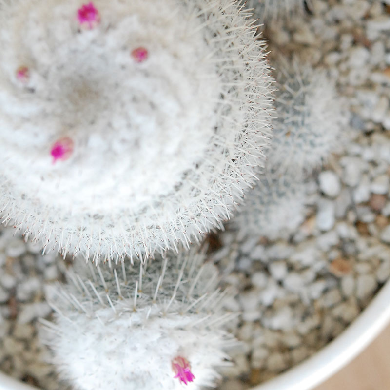 Mammillaria x ホワイトポットロウ