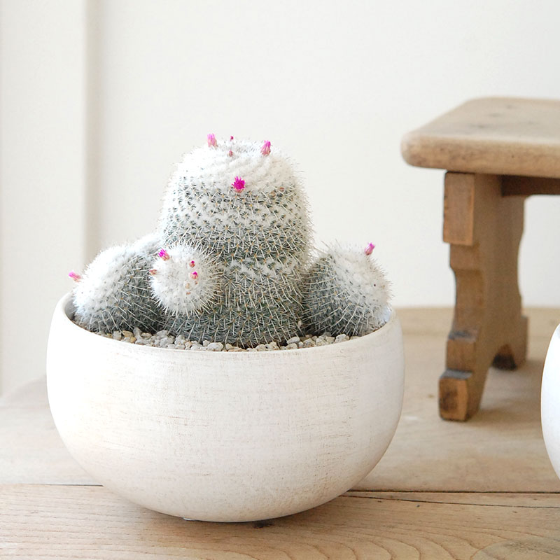 Mammillaria x ホワイトポットロウ