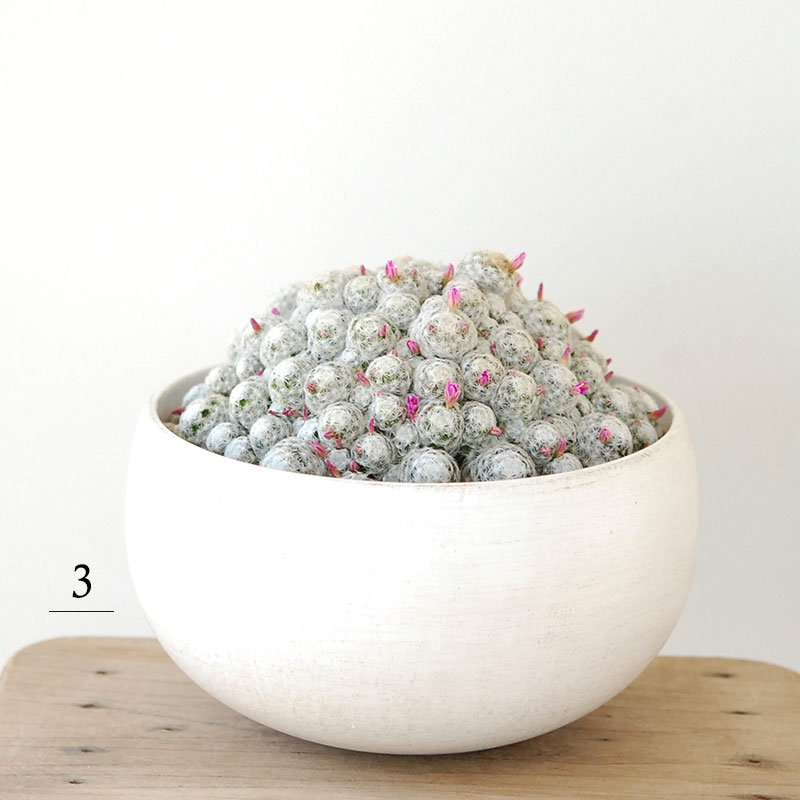 Mammillaria x ホワイトポットロウ