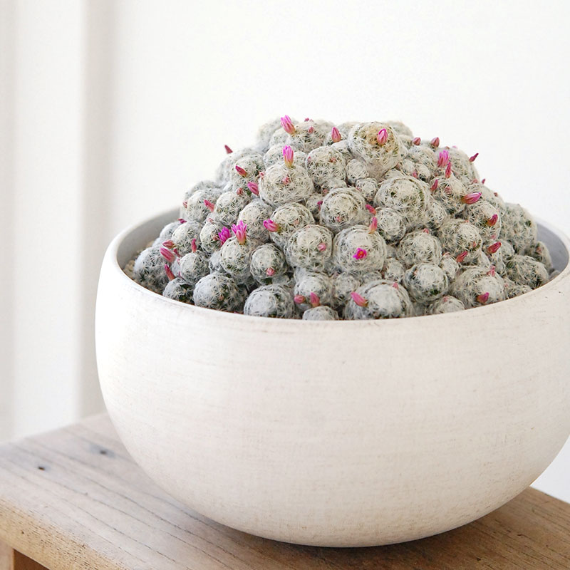 Mammillaria x ホワイトポットロウ