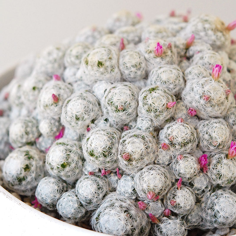 Mammillaria x ホワイトポットロウ