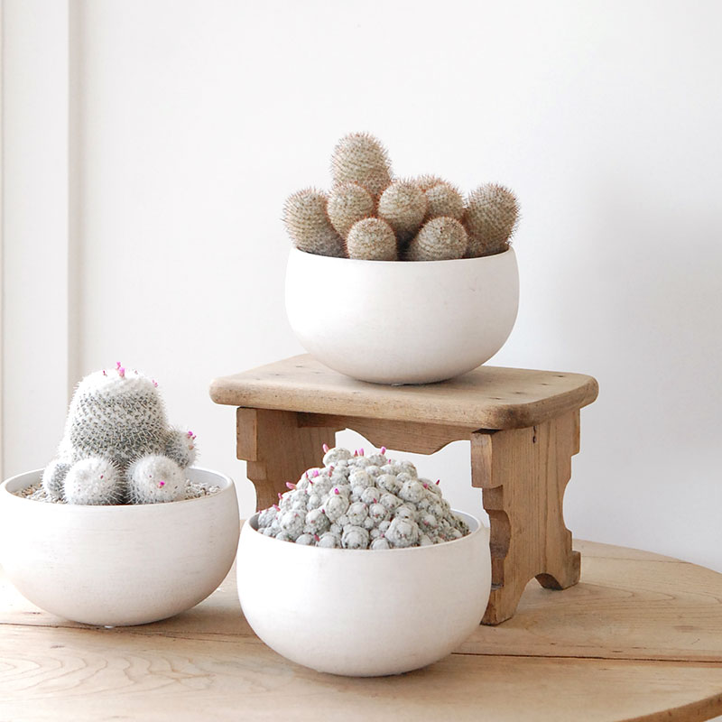 Mammillaria x ホワイトポットロウ