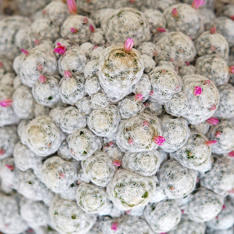 Mammillaria x ホワイトポットロウ