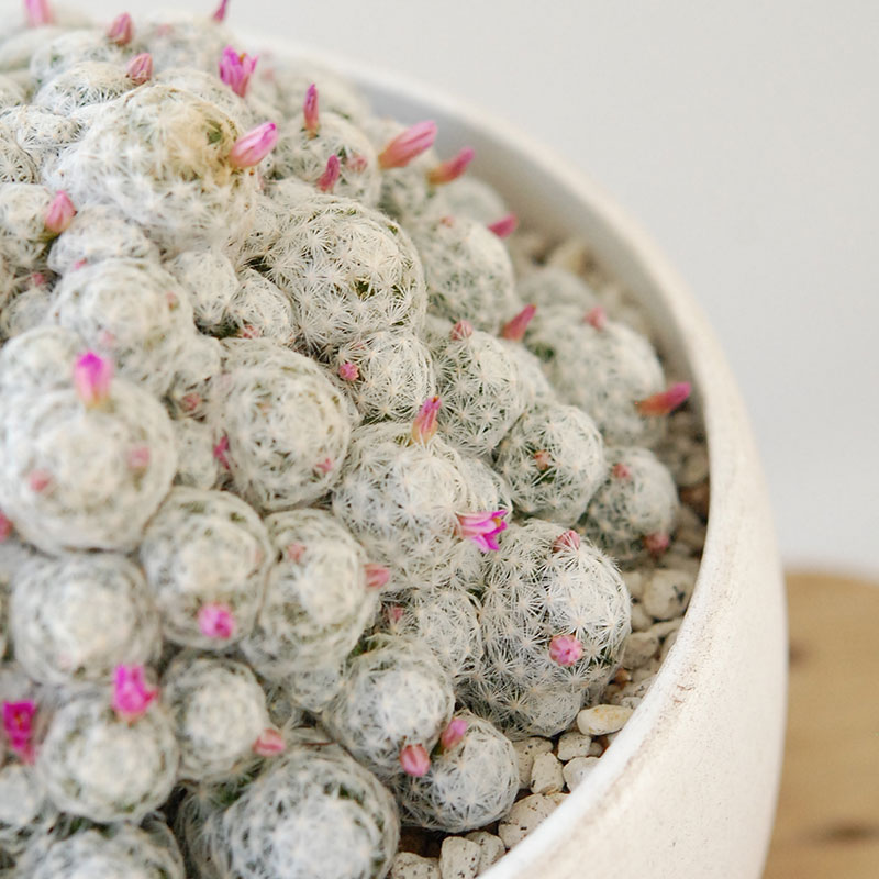 Mammillaria x ホワイトポットロウ