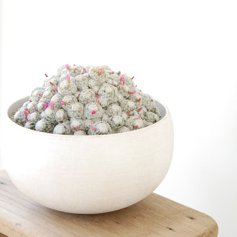 Mammillaria x ホワイトポットロウ