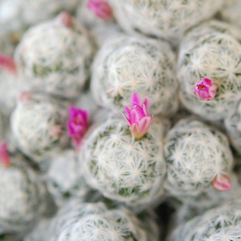 Mammillaria x ホワイトポットロウ