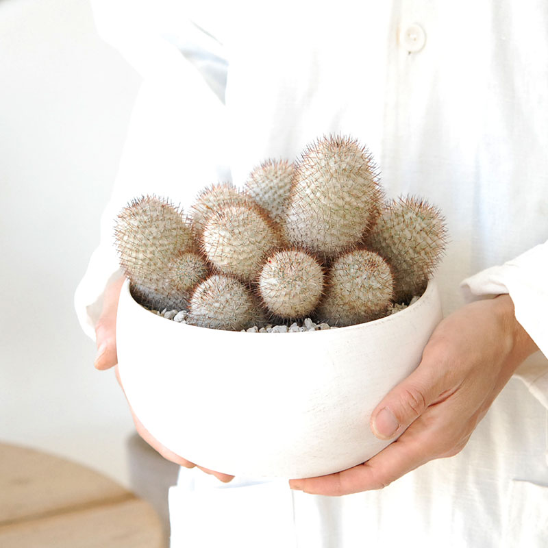 Mammillaria x ホワイトポットロウ