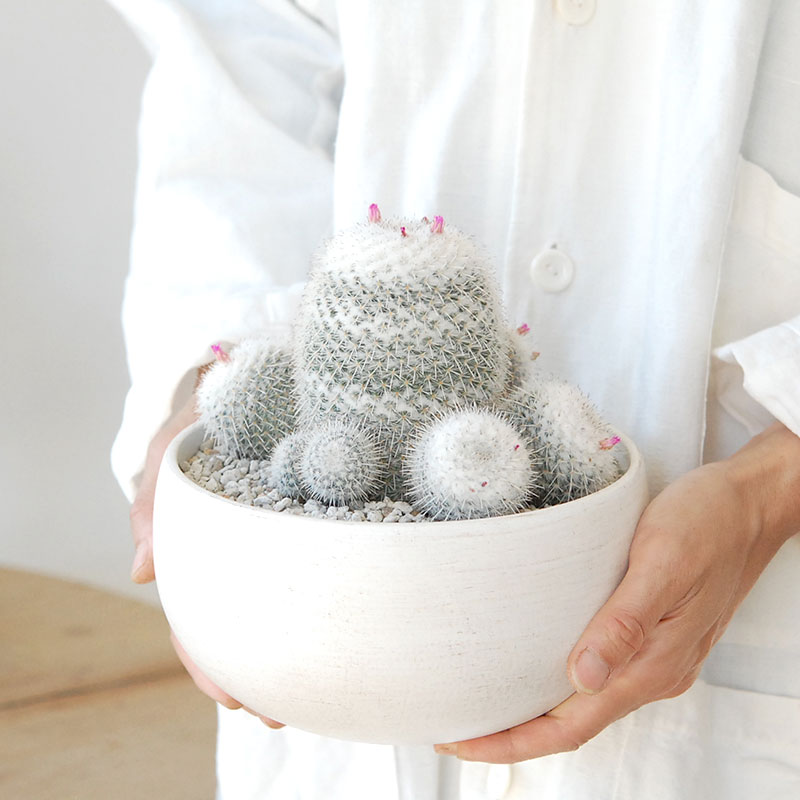 Mammillaria x ホワイトポットロウ