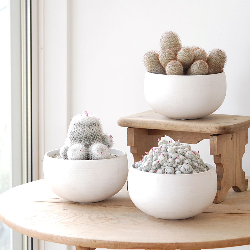 Mammillaria x ホワイトポットロウ