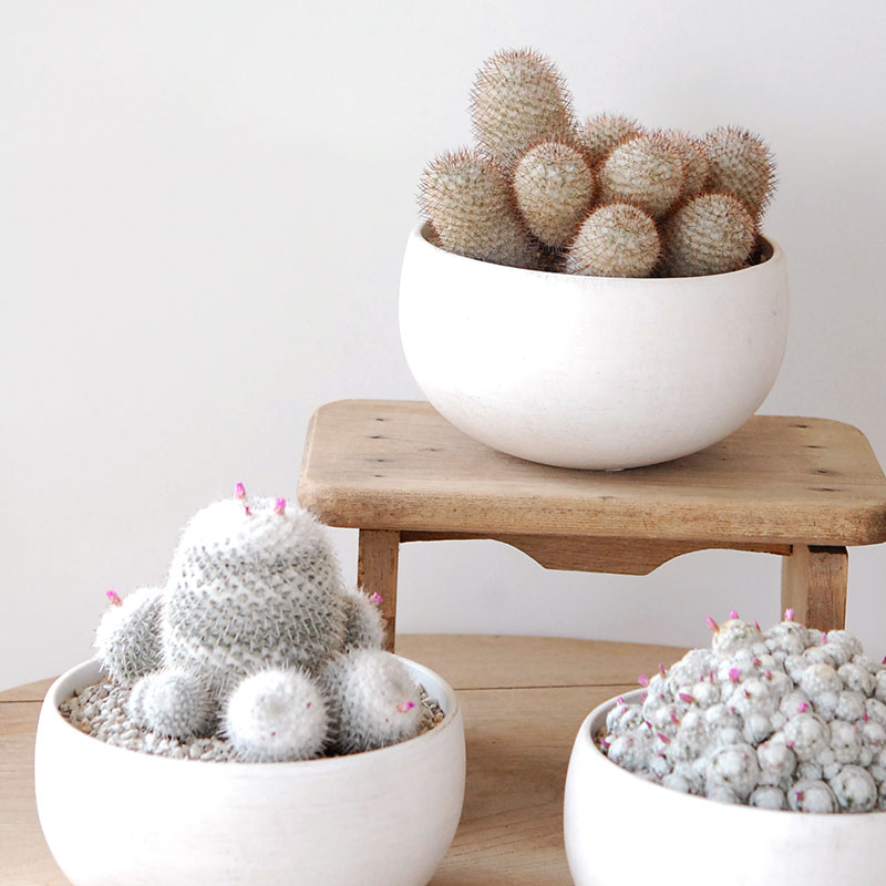 Mammillaria x ホワイトポットロウ