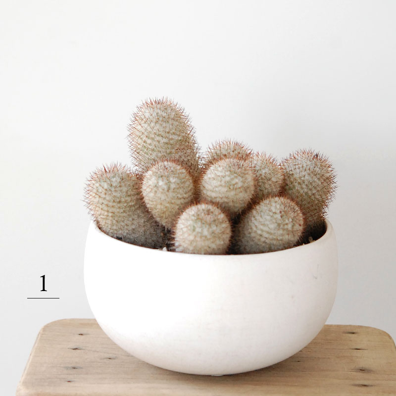 Mammillaria x ホワイトポットロウ