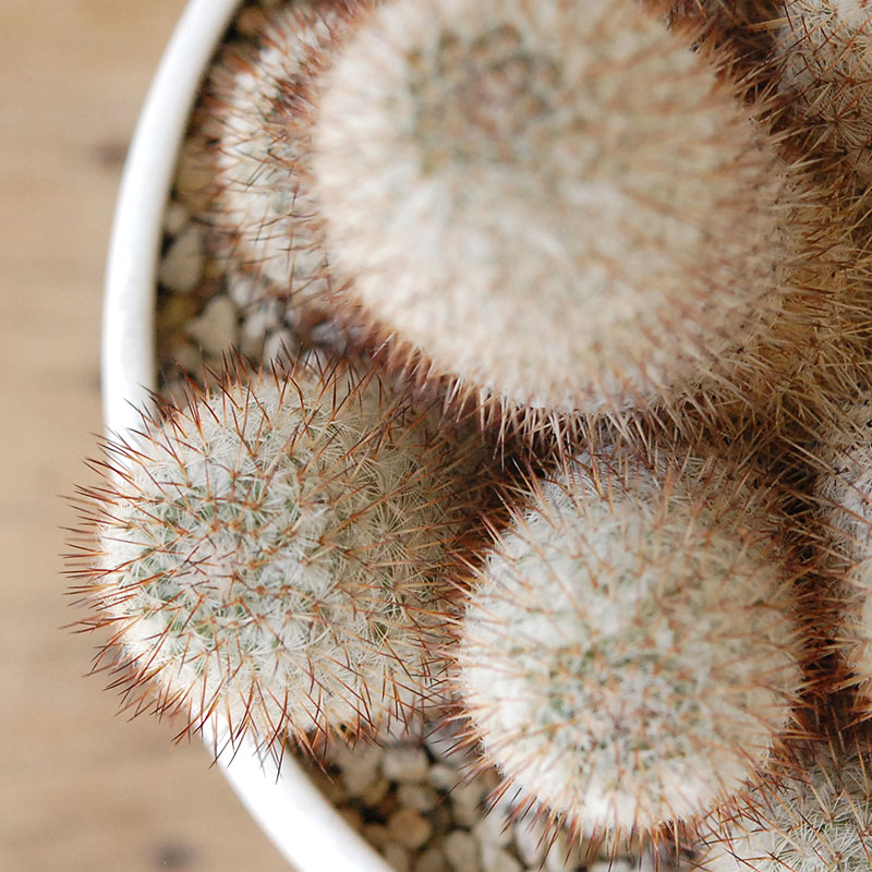 Mammillaria x ホワイトポットロウ