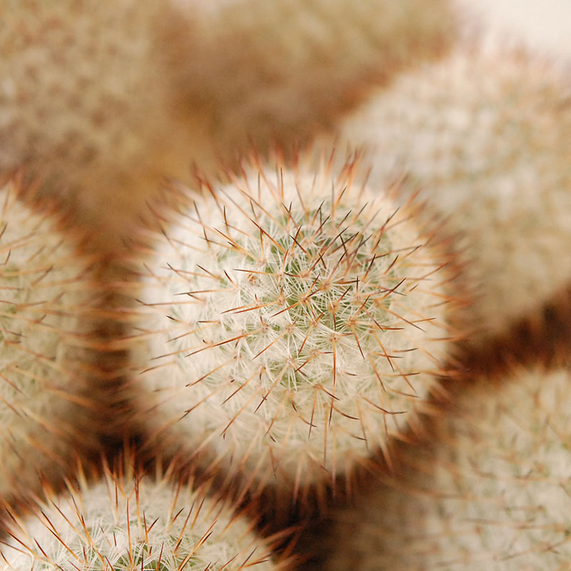 Mammillaria x ホワイトポットロウ