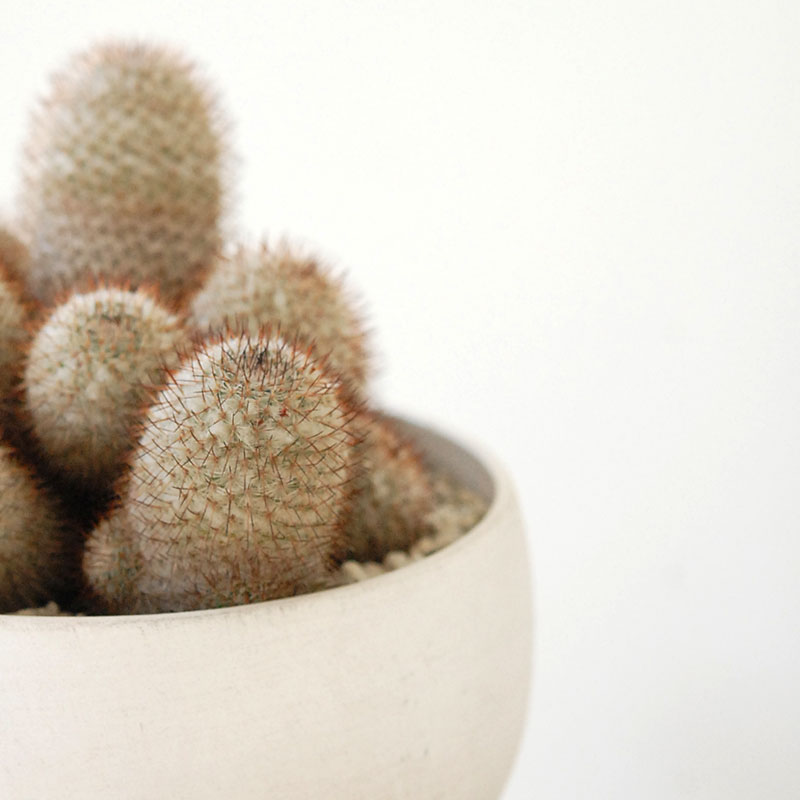 Mammillaria x ホワイトポットロウ