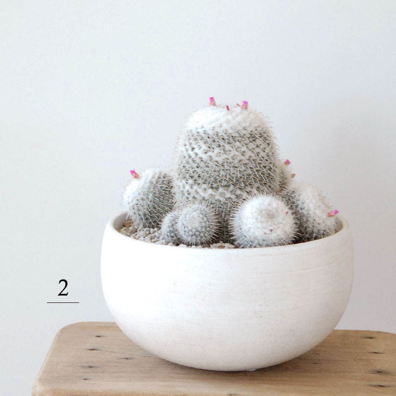 Mammillaria x ホワイトポットロウ