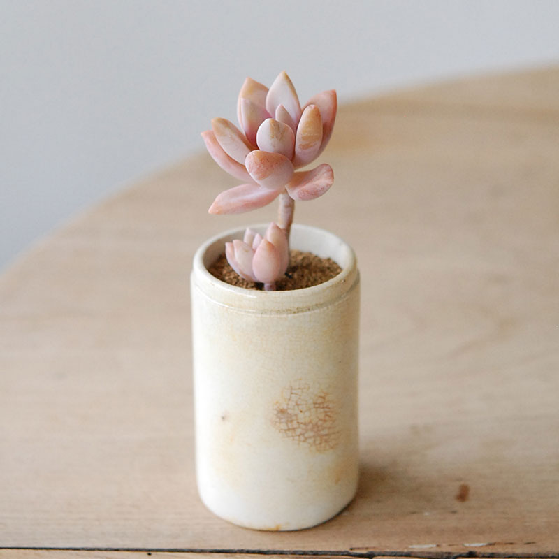 Succulent x antique イギリスジャー