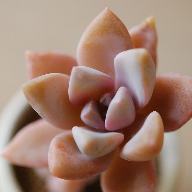 Succulent x antique イギリスジャー