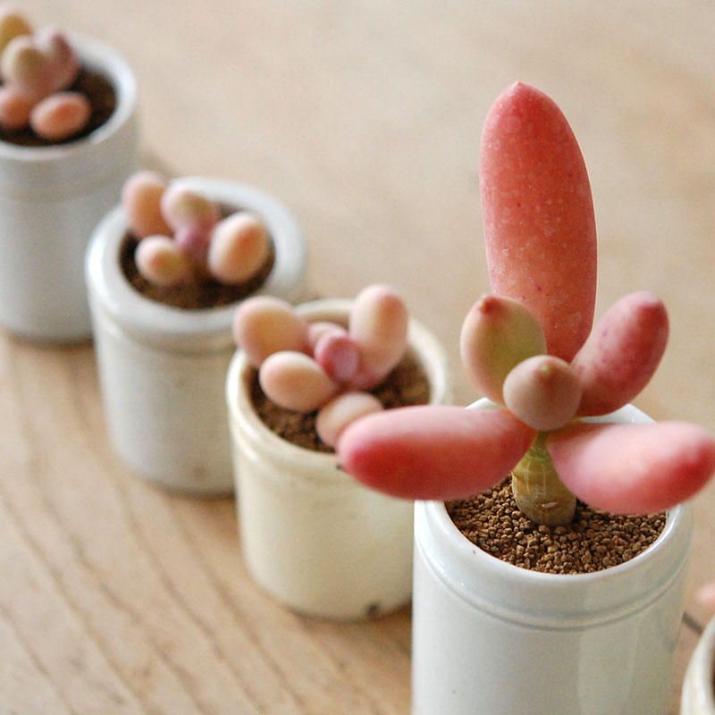 Succulent x antique イギリスジャー