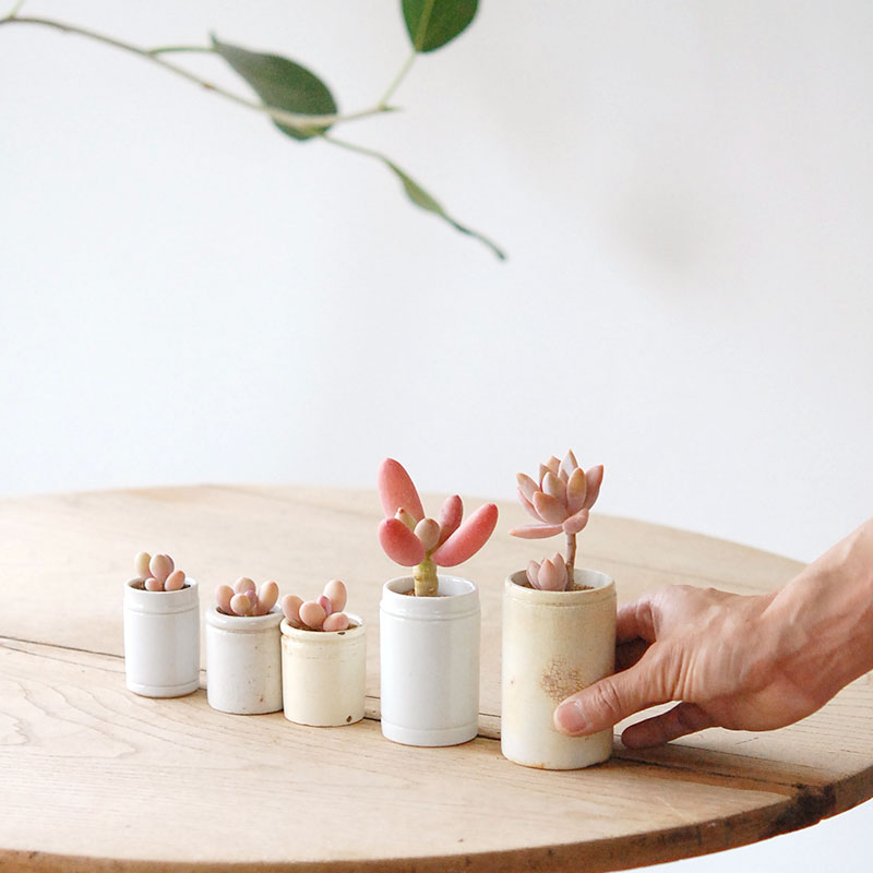 Succulent x antique イギリスジャー