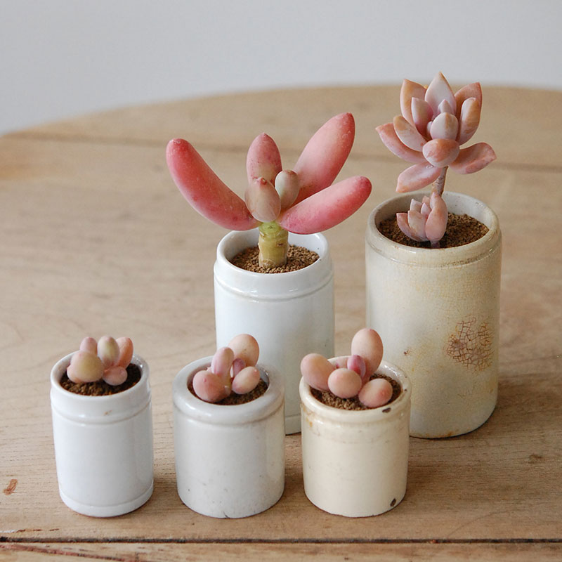 Succulent x antique イギリスジャー