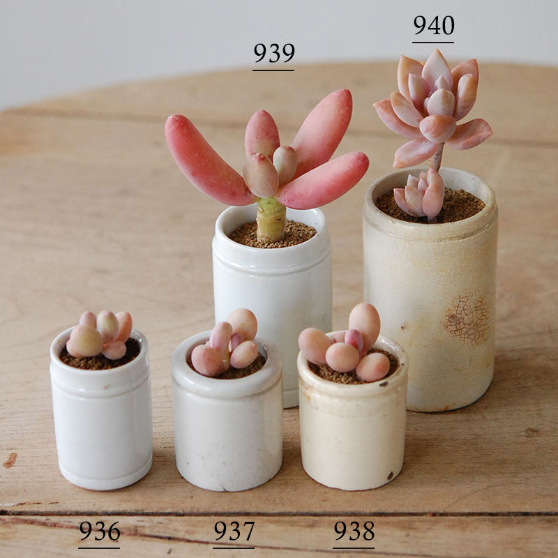 Succulent x antique イギリスジャー