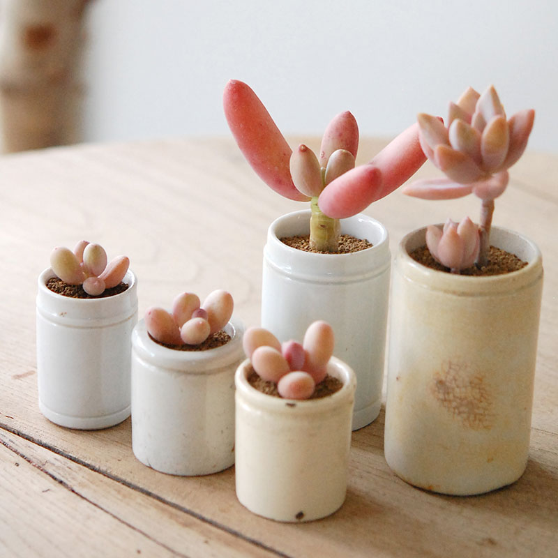 Succulent x antique イギリスジャー