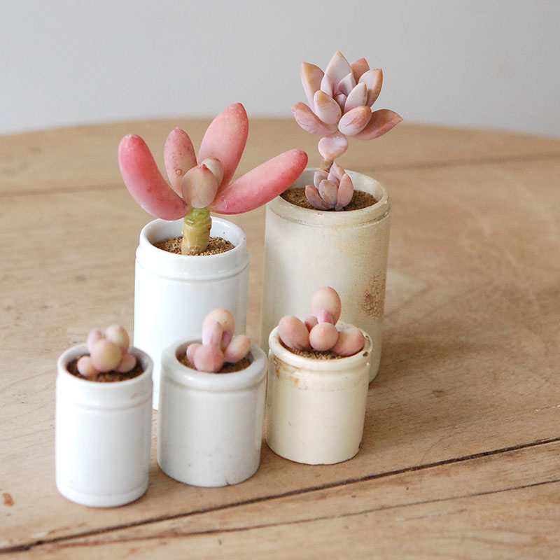 Succulent x antique イギリスジャー