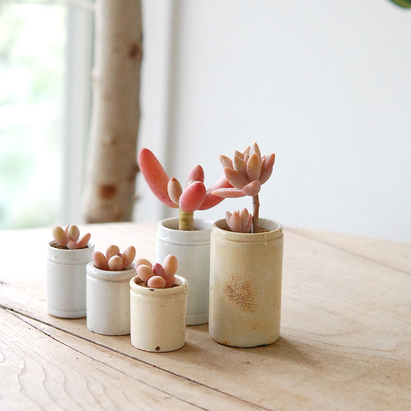 Succulent x antique イギリスジャー