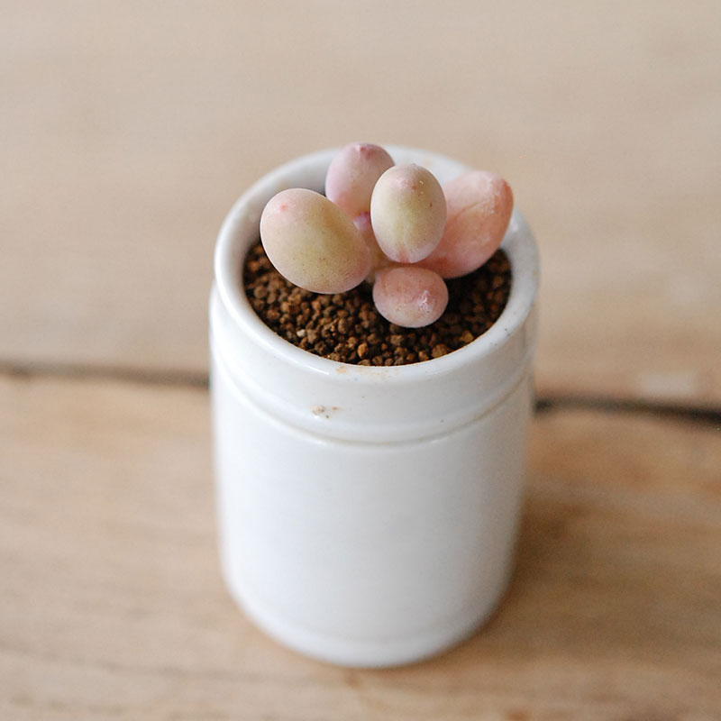 Succulent x antique イギリスジャー