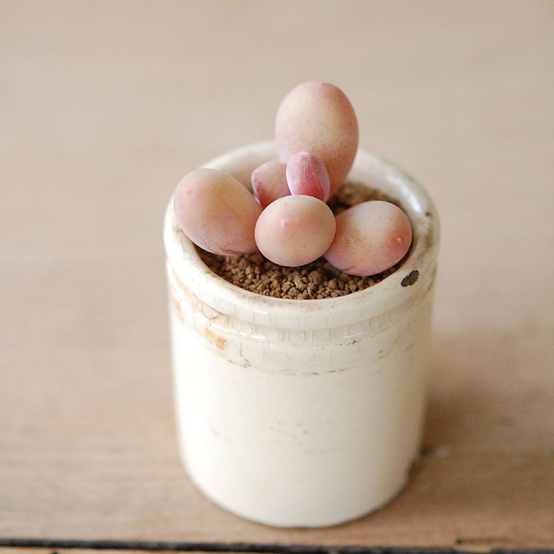 Succulent x antique イギリスジャー