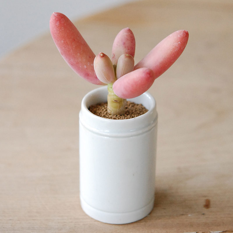 Succulent x antique イギリスジャー