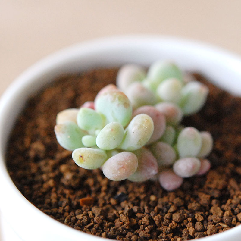 ロココ / Graptoveroa