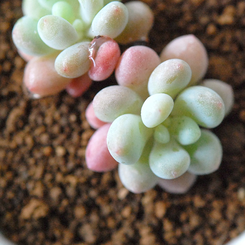 ロココ / Graptoveroa