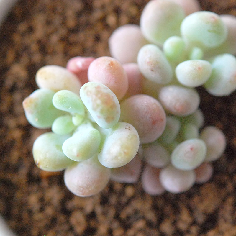 ロココ / Graptoveroa