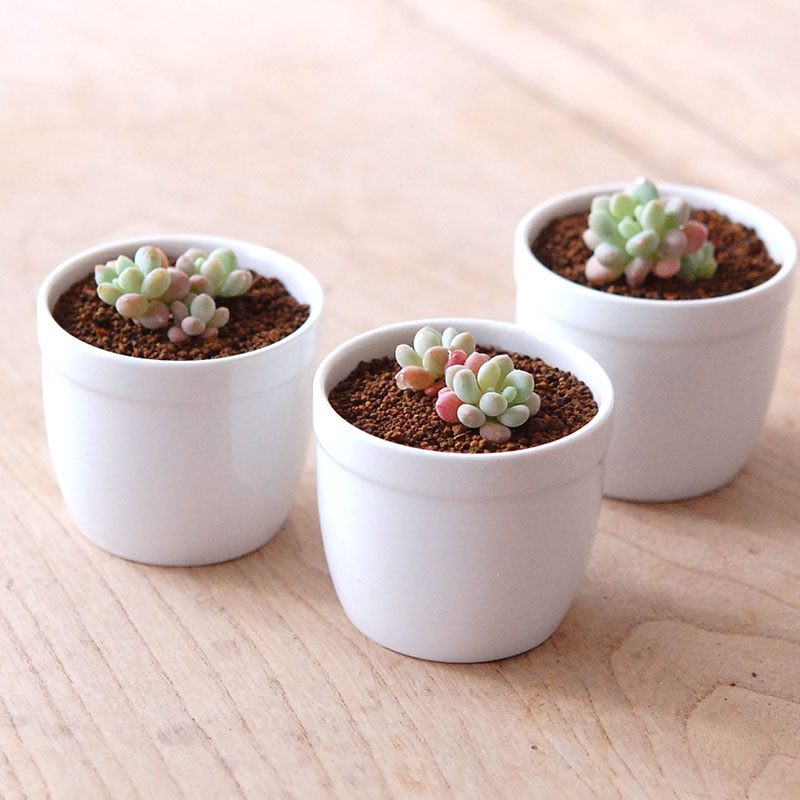 ロココ / Graptoveroa