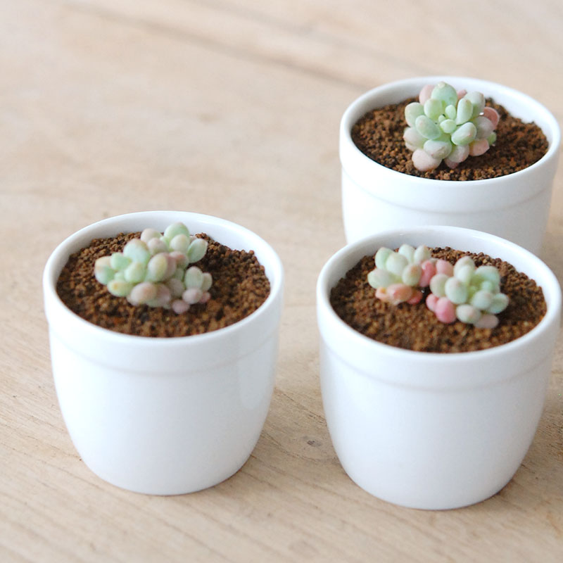 ロココ / Graptoveroa