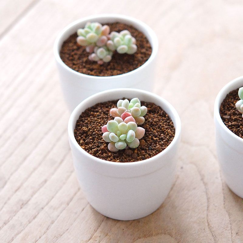 ロココ / Graptoveroa